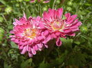 Pink Chrysanthemum (2014, Sep.12)