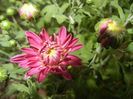 Pink Chrysanthemum (2014, Sep.12)