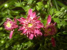 Pink Chrysanthemum (2014, Sep.13)