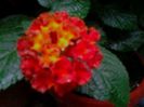 lantana rouge de corso