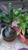croton