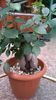ficus elastica.