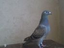 IMG741