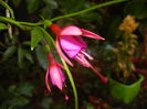 Fuchsia magellanica Gracilis (`14, Sep.12)