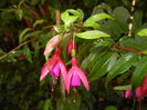 Fuchsia magellanica Gracilis (`14, Sep.13)