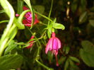 Fuchsia magellanica Gracilis (`14, Sep.13)