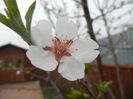 Almond Blossom (2013, April 09)