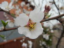 Almond Blossom (2013, April 09)