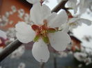 Almond Blossom (2014, March 24)