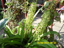 EUCOMIS