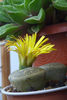 Lithops inflorit 2013