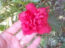 H.rosu batut