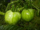 Tomato Green Zebra (2014, June 23)