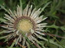 P8293826