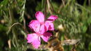 SANY0065