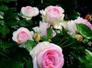 eden rose-catalog