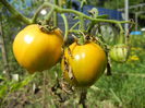 Tomato Green Zebra (2014, July 19)