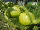 Tomato Green Zebra (2014, July 19)