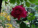 DSCN9129