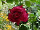 DSCN9130