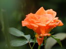 DSCN9134