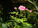 DSCN9145