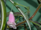DSCN9171