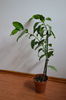 Multiflora, planta matura de aprox. 25 cm 40 lei+TP