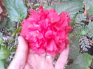 DSCN8672