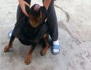 HERRA