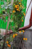 (Thunbergia)