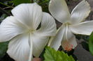 dainthy white-91