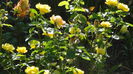 DSC04298