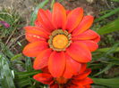Gazania_Treasure Flower (2014, Sep.12)
