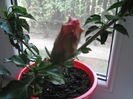 Picture My plants 1263