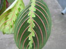 Picture My plants 1267