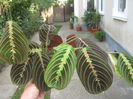 Picture My plants 1268
