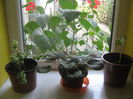 Picture My plants 1270