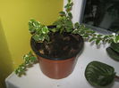 Ficus Pumila