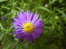 Blue Aster (2014, September 06)