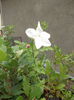 DSCN0466
