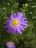 Blue Aster (2014, September 12)