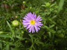 Blue Aster (2014, September 12)