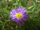 Blue Aster (2014, September 12)