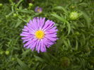 Blue Aster (2014, September 12)
