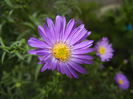 Blue Aster (2014, September 12)