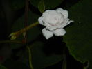 DSCN9226