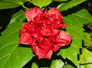 DSCN9227