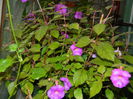 DSCN9233