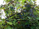 DSCN9236